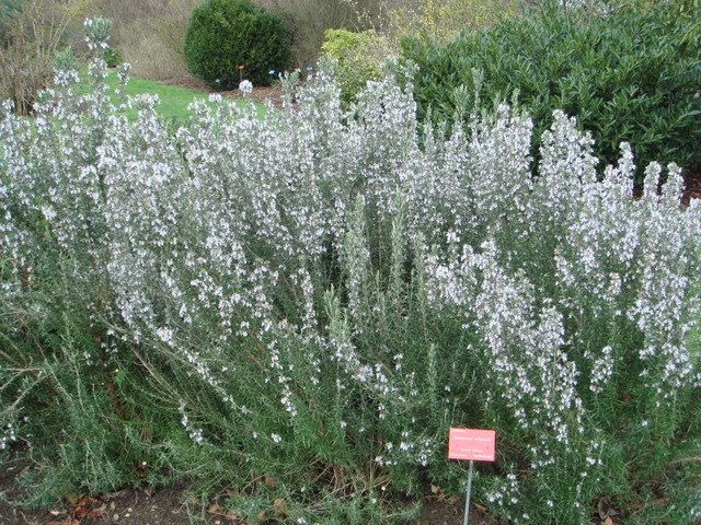 Rosmarinus officinalis forme bleu clair